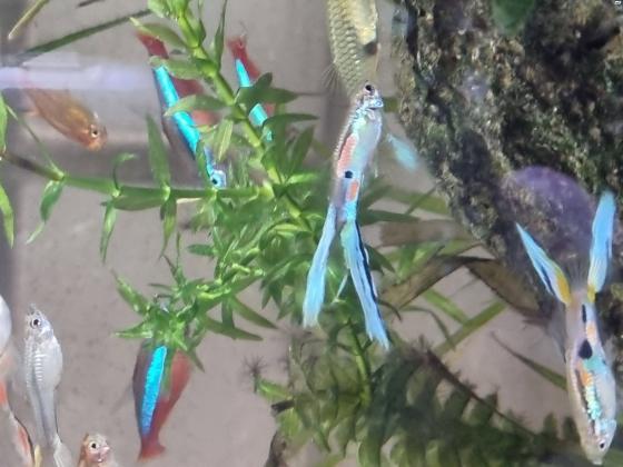 דגי גופי אנדלר יפים מאוד ובריאים