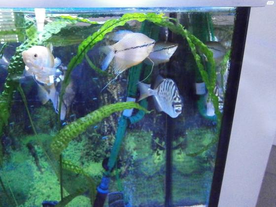 סקטפגוס בן כשנה גדול בריא