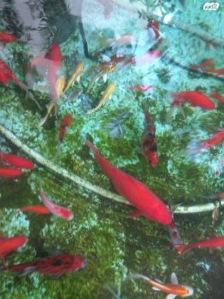 דגי זהב ודגי קוי