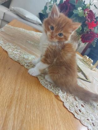 חתולים מסוג שיראזי ,גיל חודש וחצי