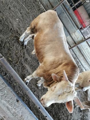 שלושה עגלים למכירה