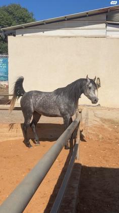 סוס ערבי טהור למכירה בריא