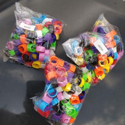 טבעות ליונים פרסים