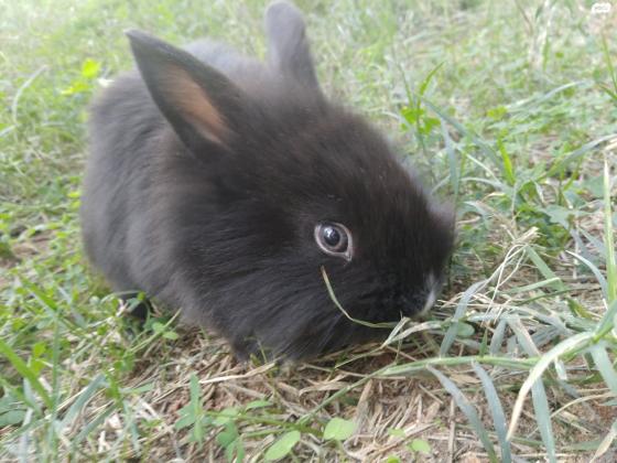 גורי ארנבים בני חודש ,