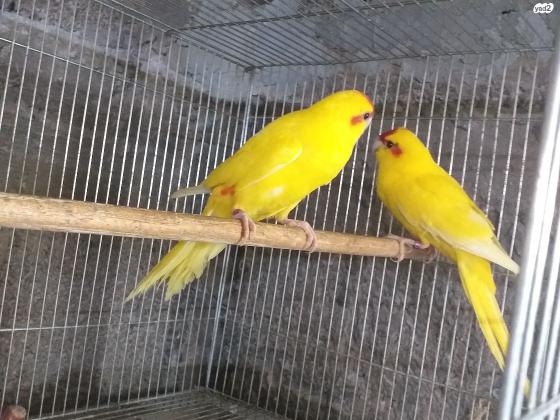 זוגות קקריקי צבעים מושלמים מוכנים