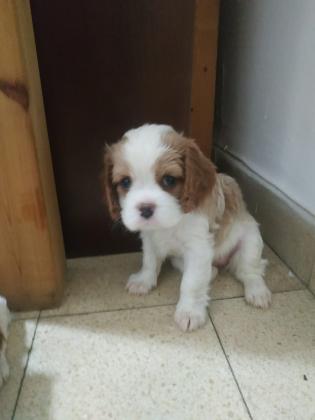 גורות קינג קאבליר נדירות ביופיין