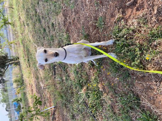 כלבה מעורבת כלב רוח עם כנעני