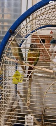 גרינציק ילו סייד גרינציק קינמון