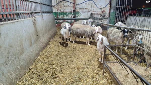 כבשים זכרים למכירה, גנים bb וb+ לגידול