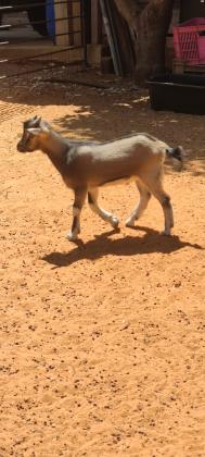 עז ננסי למכירה, יש לנו
