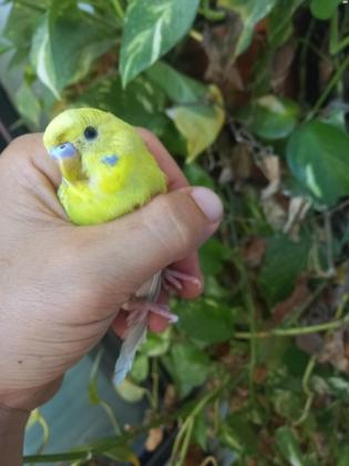 זוג תוכונים פעיל אוסטרלים/ אנגלים