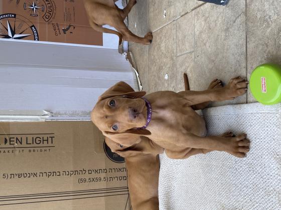 גורי ויסלה מתוקים למכירה