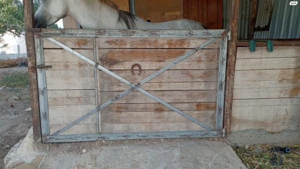 פלטות עצ מסוג אורן מידת