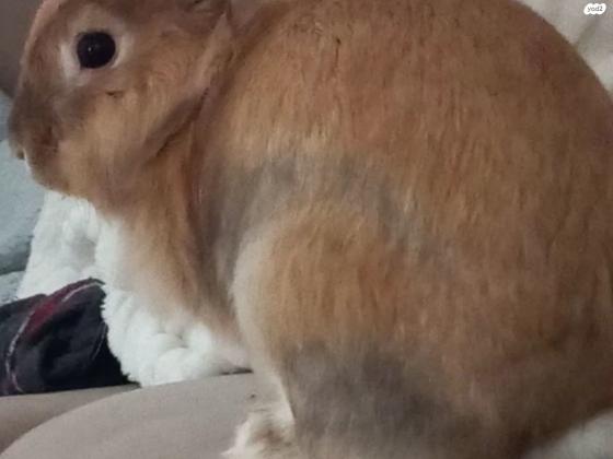 ג'ינג'י, מלא חיבה, חמוד, אוהב