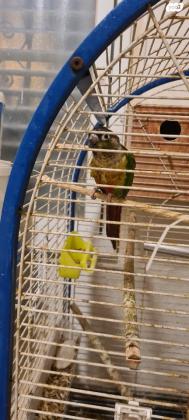 גרינציק ילו סייד גרינציק קינמון