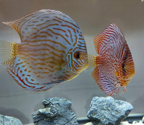 למכירה גאופגוס בלזני ענק ו