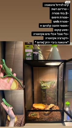 למכירה איגואנה צעירה עם כל