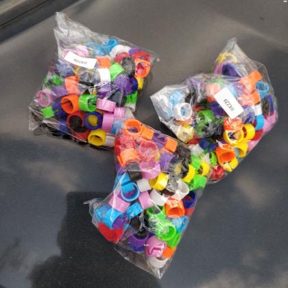 טבעות ליונים פרסים