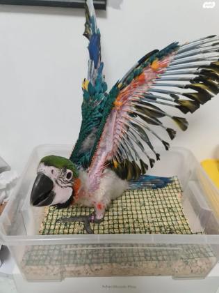 גוזלי היבריד בדוקי מין ומחלות ומוטבעים