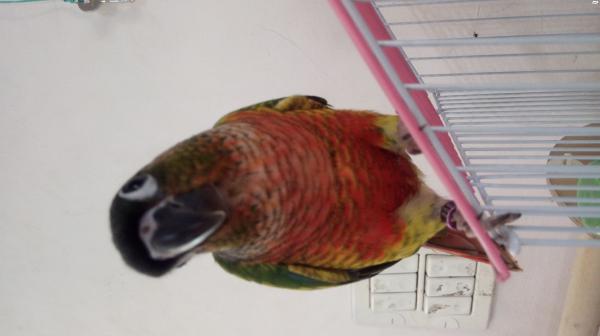 קוניור גרינציק ילו סייד רד