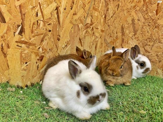 ארנבים ננסיים מתוקים למכירה