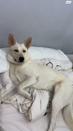 לברדור מעורב, ידידותית ואוהבת לשחק