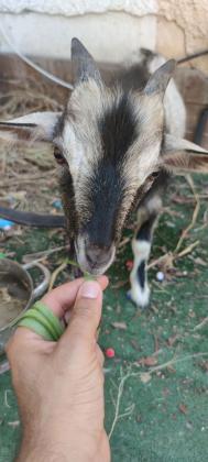 עז ננסי למכירה, יש לנו