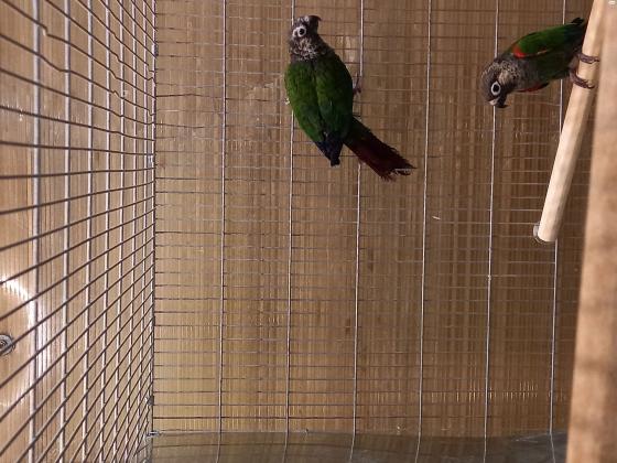 נקבה קוניור פרלי בת שנתיים