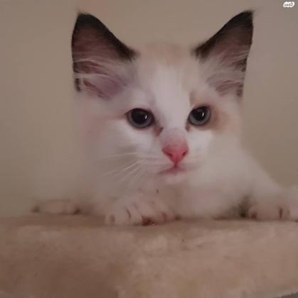 למכירה גורי רגדול