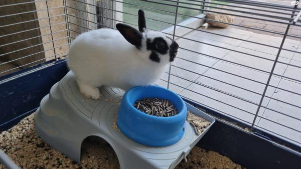 למכירה כלוב ארנבים גדול כולל