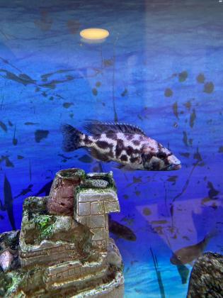 2 דגי ציקליד חייל