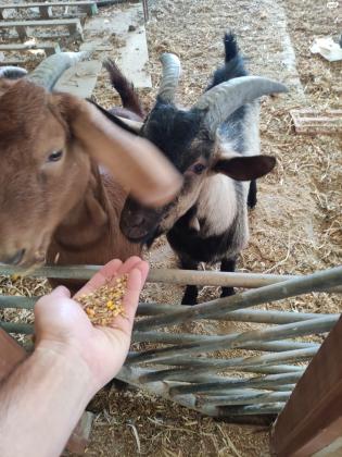 צמד עיזים ננסיות זכר ונקבה