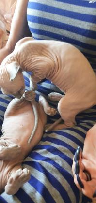 למכירה חתולי ספינקס בני 5 חודשים מבת ים