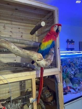 ארה אדומה בן 10 חודשים