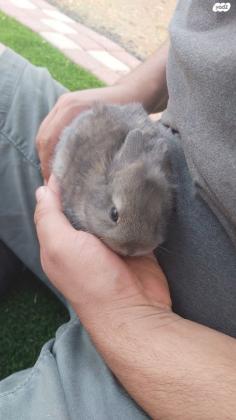 ארנב ננסי ישראלי 100 שקל