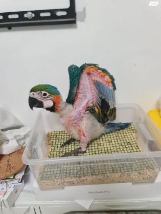 גוזלי היבריד בדוקי מין ומחלות ומוטבעים