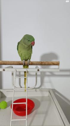 תוכי אלכסנדרין חמוד וחברותי, עולה