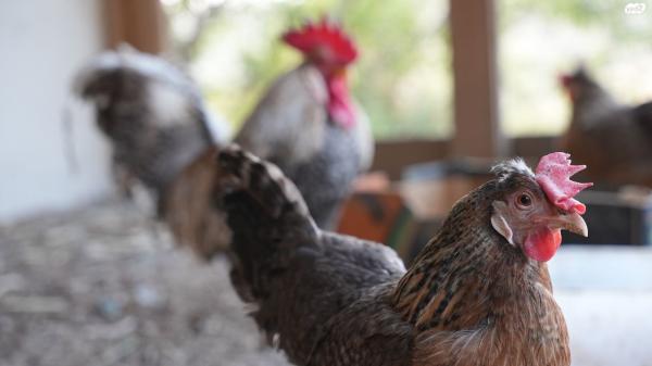 תרנגולות מארנס מטילות יש גם