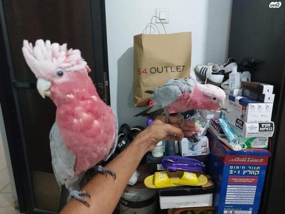 למכירה קקדו גאלה אכלת יד