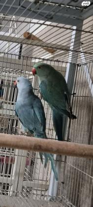 זוג דררה כחול/טורכיזמטובעים 21בדוקי ...