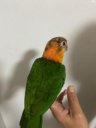 גוזל קאיק גינגי גמול בן