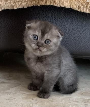 חתולים סקוטי פולד למכירה