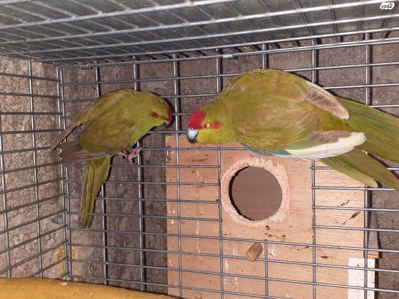 זוגות קקריקי צבעים מושלמים מוכנים