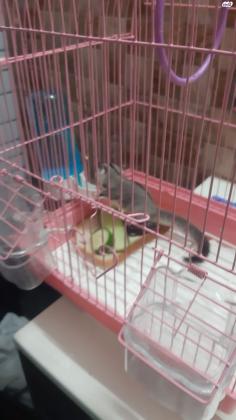 סנאית מעופפת/שוגר/גליידר למכירה בת 1