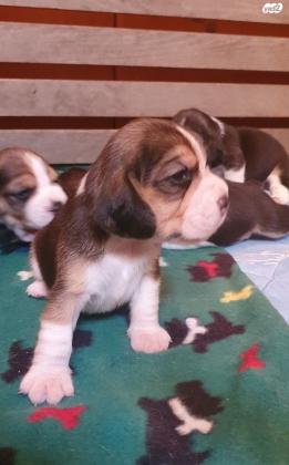 גורי ביגלים גזעיים בני שבועיים