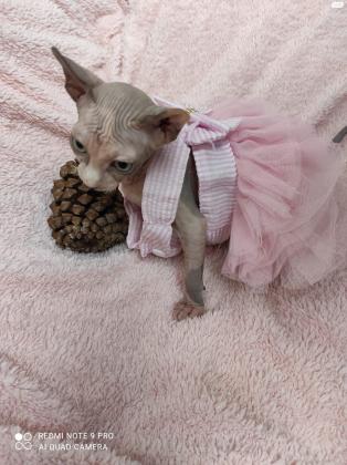 למכירה גורי ספינקס אלף וקנדיים