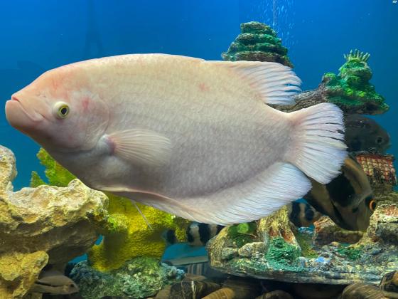 למכירה ארואנה סילבר 60ס״מ 2