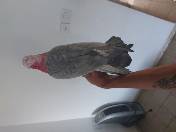 למכירה קקדו גאלה אכלת יד
