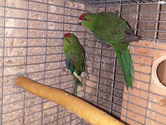 זוגות קקריקי צבעים מושלמים מוכנים