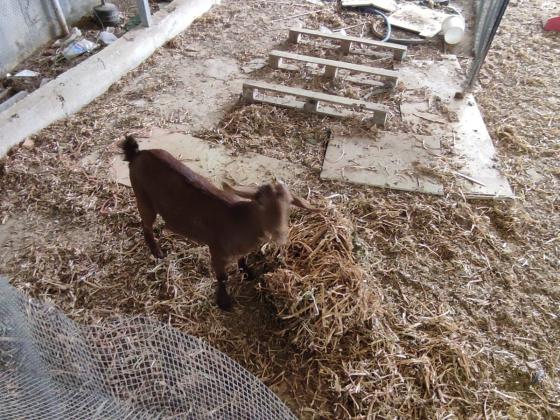 צמד עיזים ננסיות זכר ונקבה
